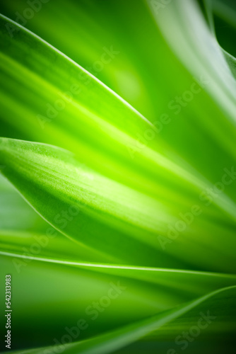 Daylight Nature Abstract background nature of green leaf on blurred greenery background in garden. Natural green leaves plants used as spring background cover page greenery environment ecology lime gr