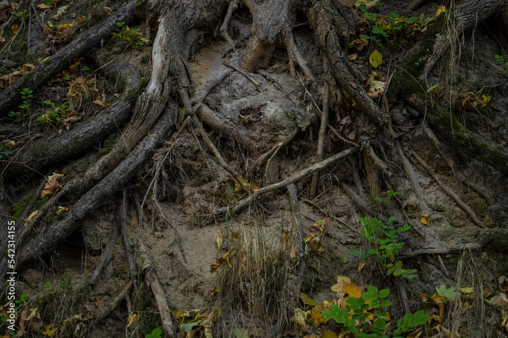 The root system of a tree. tree structure The root system of a tree. tree structure