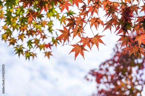Fototapete きれいに色づいたカラフルなモミジの紅葉＠大阪