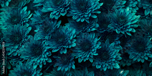 Print op canvas Beautiful blue Chrysanthemums flowers background