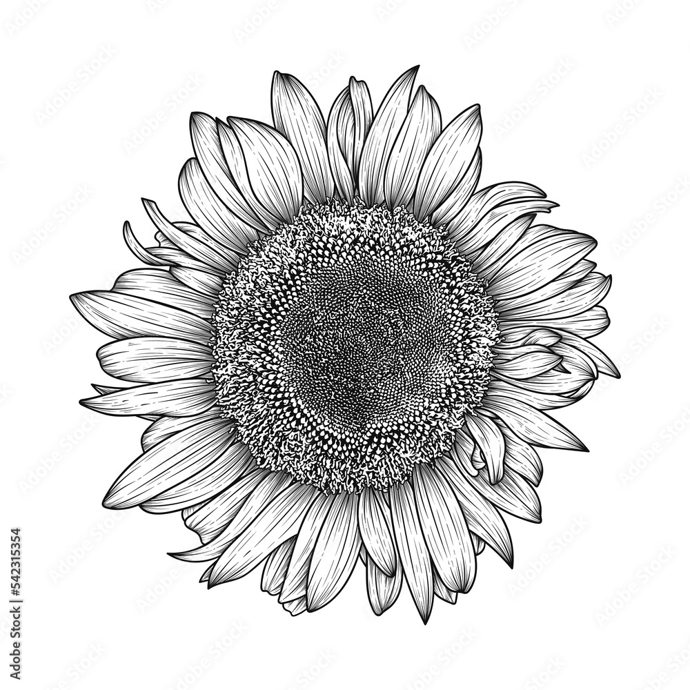 Hand drawn line art sunflower illustration isolated on white background