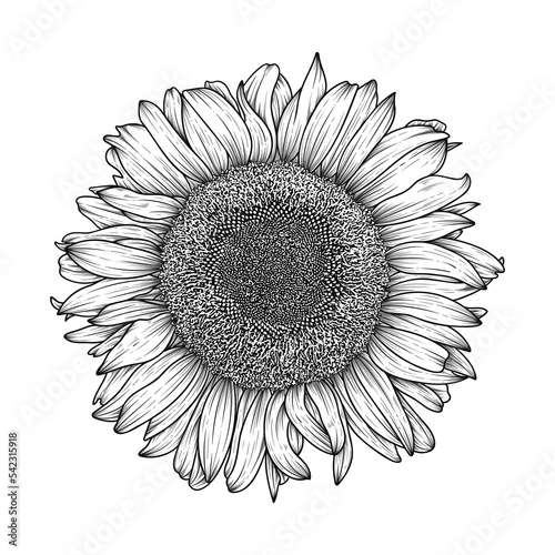 Hand drawn line art sunflower illustration isolated on white background