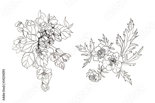 Set hand-drawn black lines branch with apple blossoms isolated on white background. Spring aromatic flowers. Lush foliage for romantic celebration. Clipart for wedding or 8 March. Wrapping, sticker