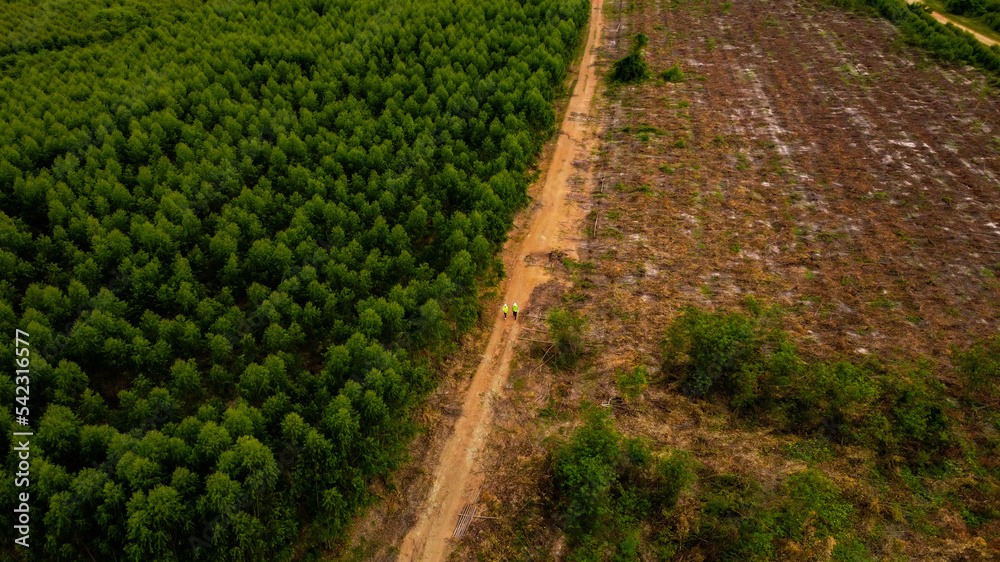 Biologists out in the field examine eucalyptus forests with data records for research. Male and female environmental engineers research with records in the forest to develop. Biologists out in the field examine eucalyptus forests with data records for research. Male and female environmental engineers research with records in the forest to develop.
