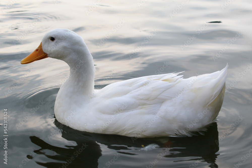 Pato blanco nadando en lago. Pato blanco nadando en lago.