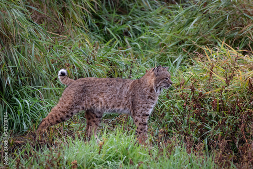 walking bobcat in thick grass