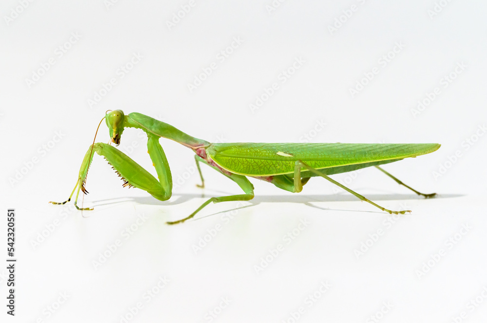 The green praying mantis, white background The green praying mantis, white background
