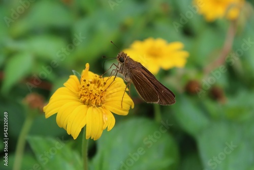 Skipper butterfly on yellow flower in Florida nature, closeup