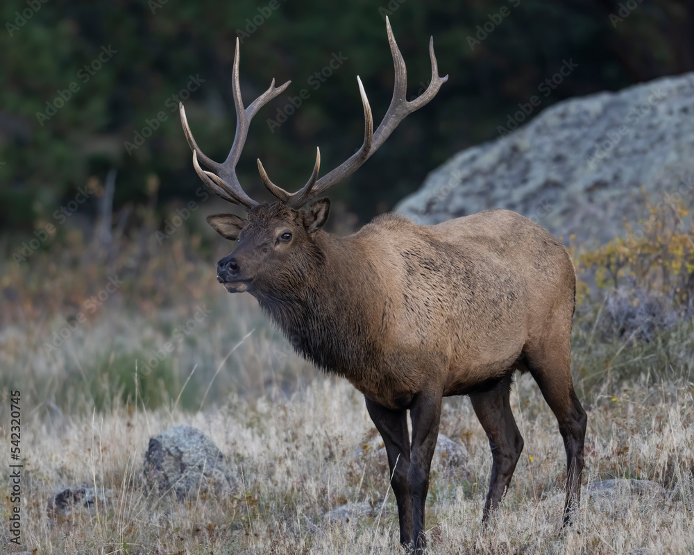 Bull Elk Bull Elk