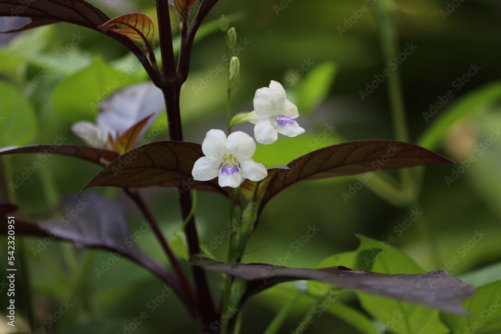 Asystasia gangetica is a species of plant in the family Acanthaceae. It is commonly known as the Chinese violet, coromandel or creeping foxglove. 