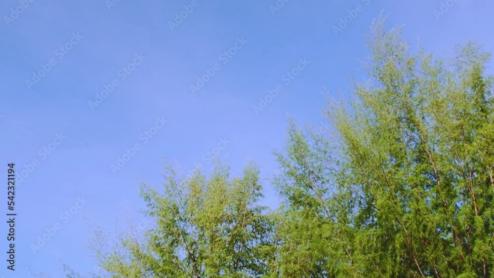 Pine tree tops swayed by the wind with blue sky background. Pine tree tops swayed by the wind with blue sky background.
