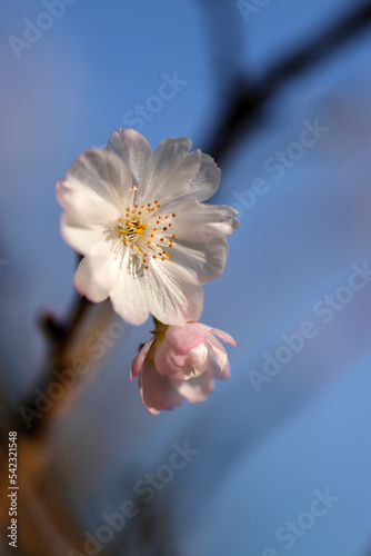 Pretty flower branch of Rosebud cherry 'Autumnalis' (Jugatsuzakura). photo