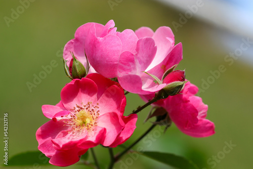 Fototapeta Naklejka Na Ścianę i Meble -  Pink flower head of Rosa chinensis China rose, Monthly rose), close up macro photography.