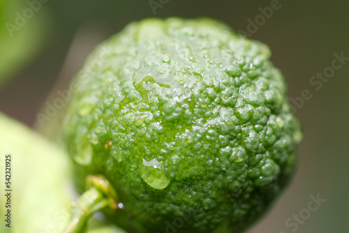 Yuzu fruit wet with morning dew. Close up macro photography.