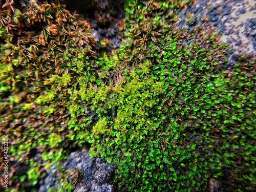 Macro shot green moss on stone wall