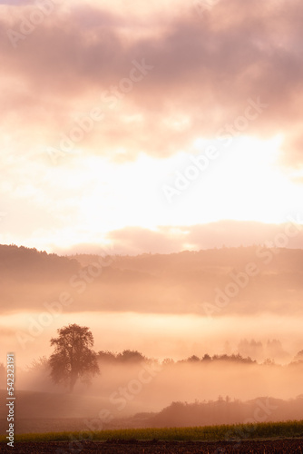 Layers of fog and trees at sunrise.