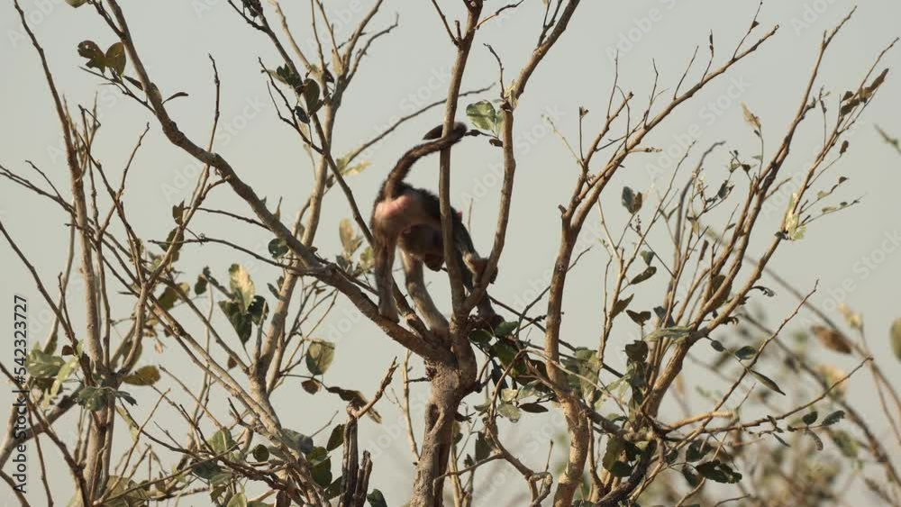 Tiny baboon baby balancing on thin branches in the treetops, Khwai Botswana. Tiny baboon baby balancing on thin branches in the treetops, Khwai Botswana.