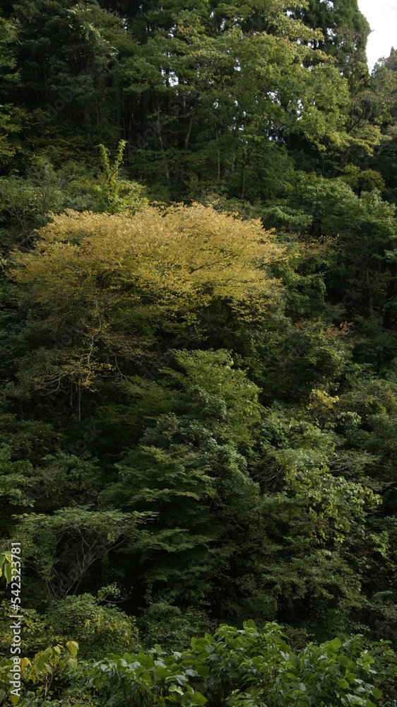 forest trees deep in the mountains