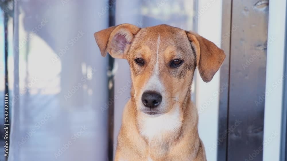 A yellow puppy sits and looks into the frame. Sad dog on the street. A homeless animal asks for food with a sad look. High quality FullHD footage. A yellow puppy sits and looks into the frame. Sad dog on the street. A homeless animal asks for food with a sad look. High quality FullHD footage.