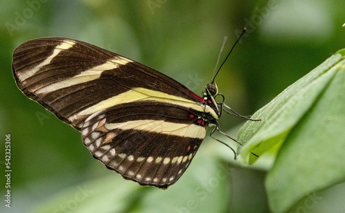 Macro of a zebra longwing butterfly (Heliconius charithonia) resting on a leaf of a plant photo
