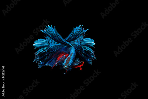 Colourful Betta fish,Siamese fighting fish in movement isolated on black background. Capture the moving moment of colourful siamese fighting fish isolated on black background,