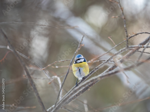 Cute bird, Eurasian blue tit, songbird sitting on a branch without leaves in the autumn or winter