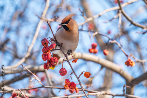 Bohemian waxwing, a beautiful tufted bird, Latin name Bombycilla garrulus, sitting on a wild apple tree and eats red wild apples in winter or early spring day.