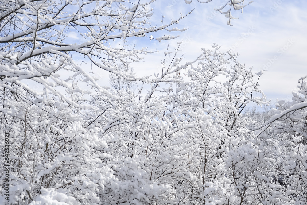 Snow covered trees winter landscape Snow covered trees winter landscape