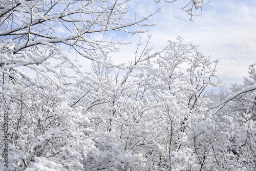 Snow covered trees winter landscape © labalajadia