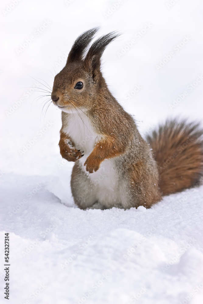 fluffy red squirrel standing in the deep snow in winter park fluffy red squirrel standing in the deep snow in winter park
