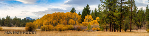 Fall Color aspen in a meadow in the Cascades in Central Oregon