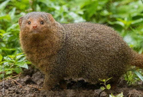 Small Indian mongoose (Herpestes auropunctatus) resting on the grass looking into the camera