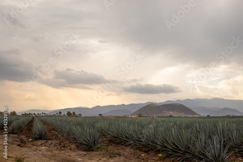 Campo de agave en Tequila, Jalisco (México)