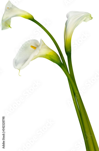 Calla Lily Flower photo