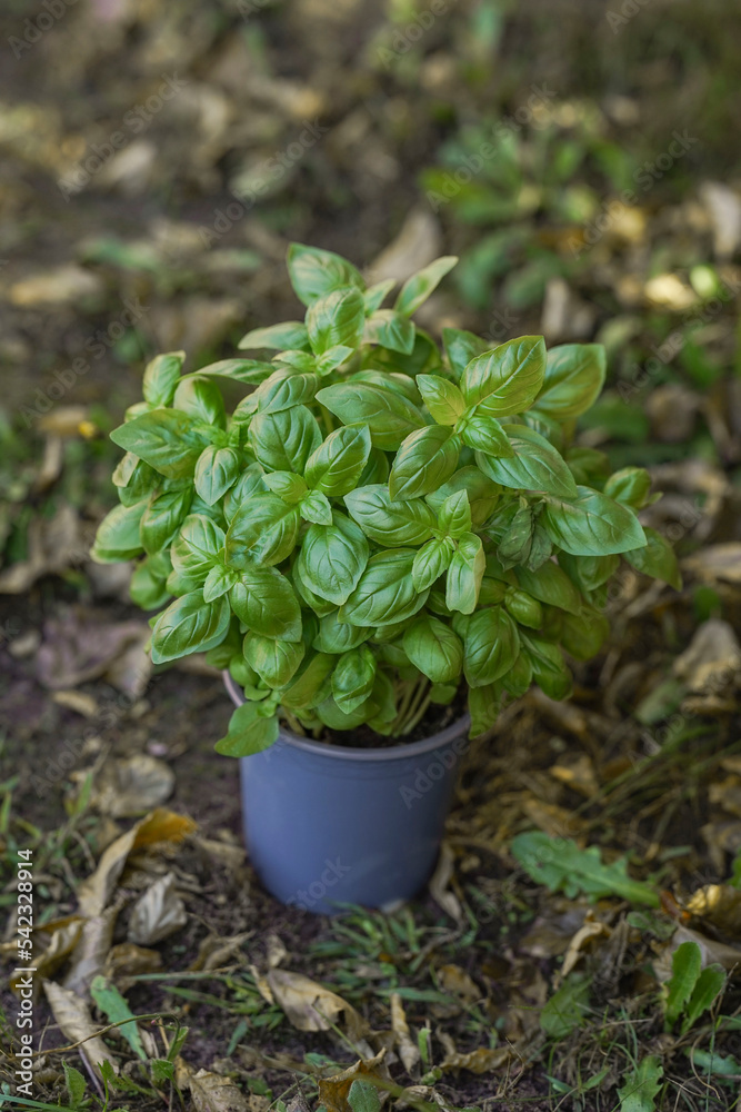 Fresh ecological healthy food with your own hands in your garden, a pot of recycled plastic with earth and large basil leaves close-up view from above, save your health and life.