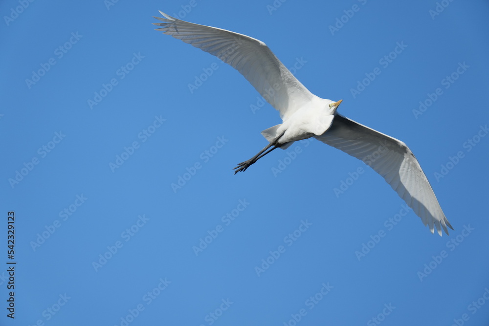egret in flight egret in flight