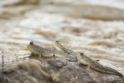 Mudskipper,Amphibious fish,Boleophthalmus boddarti photo