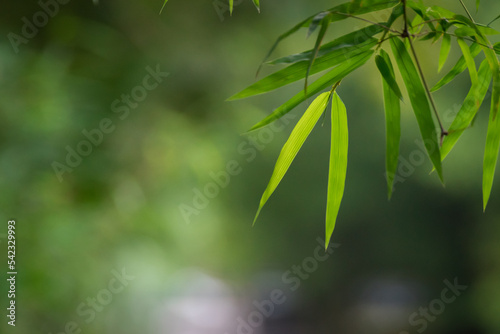 Fototapeta Naklejka Na Ścianę i Meble -  beautiful green leaf bamboo background