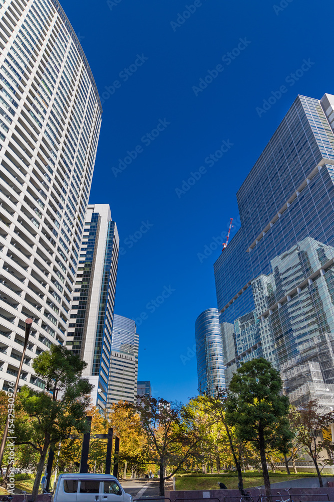 都市風景　樹木とオフィスビル