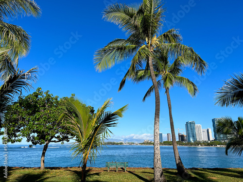 Palm trees on the beach park in Hawaii