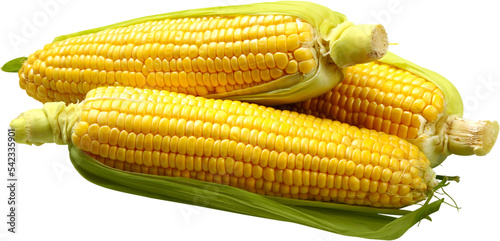 Cuadro en lienzo Raw corn cobs isolated on white background