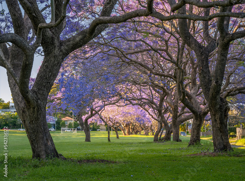 Jacarandas in Bloom Forming an Archway