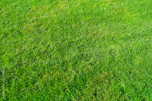 real green grass natural background