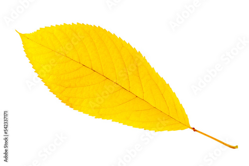 Yellow autumn cherry leaf. The autumn leaf is isolated on a white background.