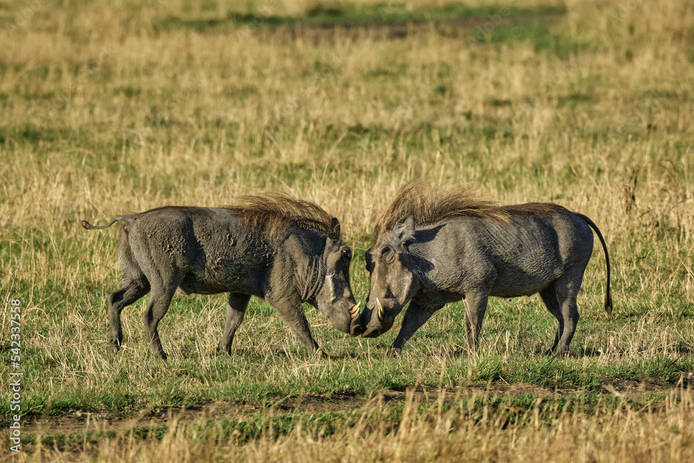 Common Warthog (Phacochoerus africanus) engaged in a tussle