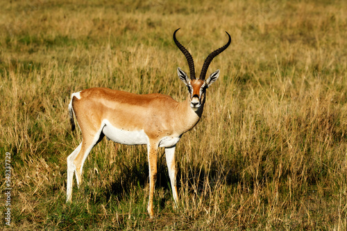 Grant gazelle standing in the savanna of masai mara, Kenya