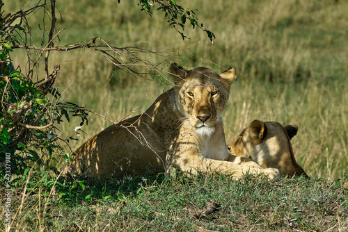 Lioness pair taking rest under a bush in Masai Mara, Kenya