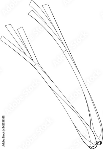 Lemon Grass Leaf Drawing Line