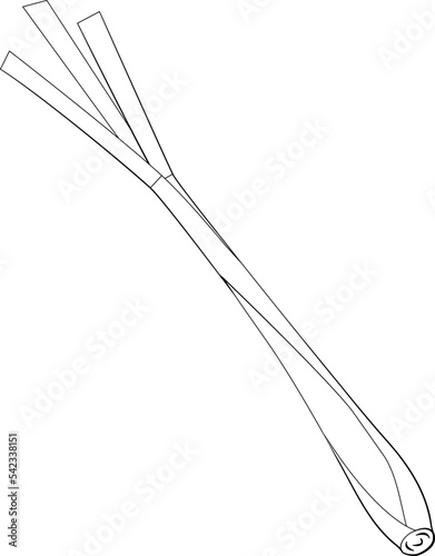 Lemon Grass Leaf Drawing Line