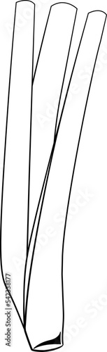 Lemon Grass Leaf Drawing Line